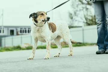 a dog in a shelter for stray dogs in the village of Kugesi in Chuvashia