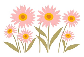 Cheerful Pink Daisy Flowers in Full Bloom on Crisp White Background - Summer Floral Design Element