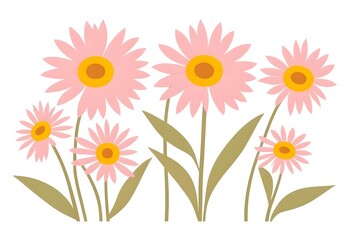 Obraz premium Cheerful Pink Daisy Flowers in Full Bloom on Crisp White Background - Summer Floral Design Element