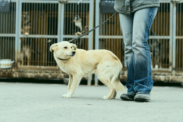 a dog in a shelter for stray dogs in the village of Kugesi in Chuvashia