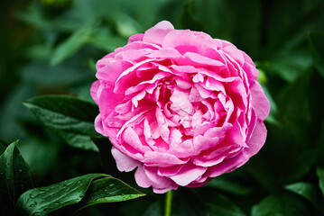 Bright pink peony flower blooming with green leaves in the garden. Copy space