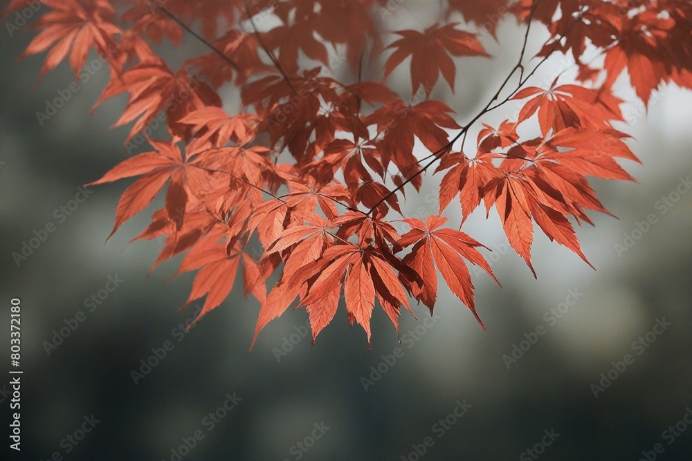 Sticker red autumn leaves