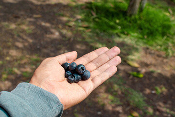 Mano de un hombre sosteniendo moras azules en su palma al fondo un jardín 