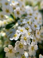 tree flowers