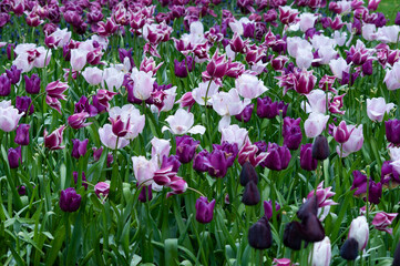 Keukenhof park of flowers and tulips in the Netherlands. Beautiful outdoor scenery in Holland