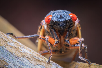 Front view of Riley's 13-year Cicada (Magicicada tredecim). Raleigh, North Carolina. - obrazy, fototapety, plakaty