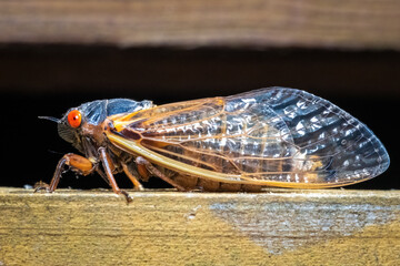 Profile view of Riley's 13-year Cicada (Magicicada tredecim).