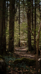 Obraz premium Path in the forest in autumn. Beautiful nature background. Selective focus.