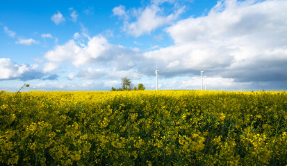 Landscape with yellow blooming raps field, agriculture in spring, countryside in Germany,...
