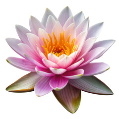 Blooming Pink Lotus Flower With a Transparent Background