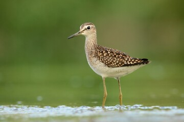 Wood sandpiper Tringa glareola bird rain water in pond wetland wading shorebirds waders young nature wildlife cute darling, beautiful animal, lovely animal, ornithology, fauna wildlife Europe