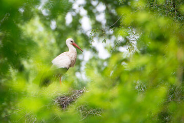 White storks on the nest surrounded by green trees, ciconia in spring, Oberhausen Heidelberg in Germany