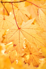Yellow leaves on a tree. Yellow maple leaves on a blurred background. Golden leaves in autumn park. Sunny autumn day. High quality photo