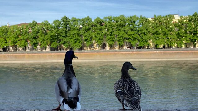 Two ducks quack on the embankment of a noisy beautiful river. Backs of ducks closeup video rear view. Nature and free animals in the city, wildlife in the center of a modern town. Italian nature
