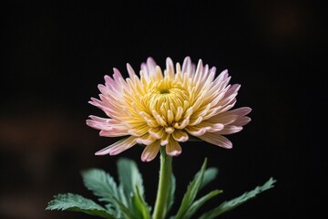 yellow dahlia flower