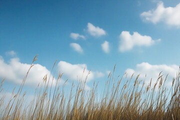 Obraz premium grass and sky