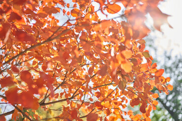 Yellow and orange leaves on a tree. Yellow leaves on a blurred background. Golden leaves in autumn park. Sunny autumn day. High quality photo