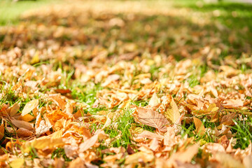 Yellow and orange autumn leaves background. Outdoor. Colorful background image of fallen autumn leaves perfect for seasonal use. 