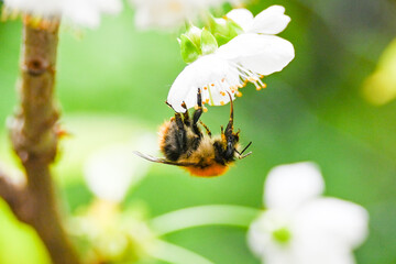 wild bee on cherry tree blossom