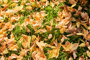 Yellow and orange autumn leaves background. Outdoor. Colorful background image of fallen autumn leaves perfect for seasonal use. 