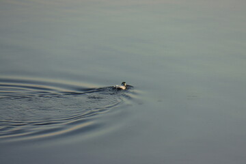 duck in the water