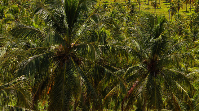 &Aacute;rvore de coqueiro em uma praia de Alagoas, com &aacute;guas cristalinas e areia branca, t&iacute;pica paisagem tropical do Brasil, perfeita para relaxamento e turismo de natureza