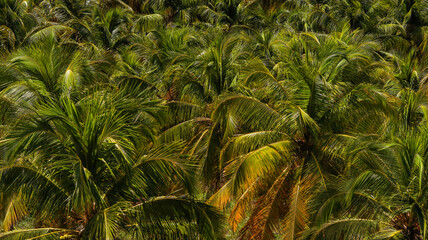 Árvores coqueiros em um coqueiral em alagoas