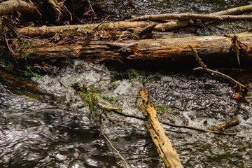 Stream Flowing through Forest 