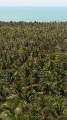 Coqueiral na praia do gunga, alagoas