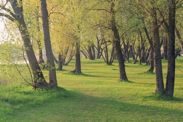 Fototapeta premium morning in the park