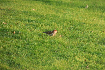 bird in the grass