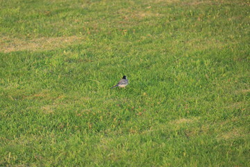bird in the grass
