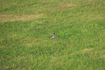 bird in the grass