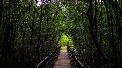 Corredor natural entre as árvores em um manguezal de Alagoas, destacando a vegetação rica e o ecossistema único da região, preservando a biodiversidade local