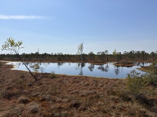 Latvian kemeri swamp