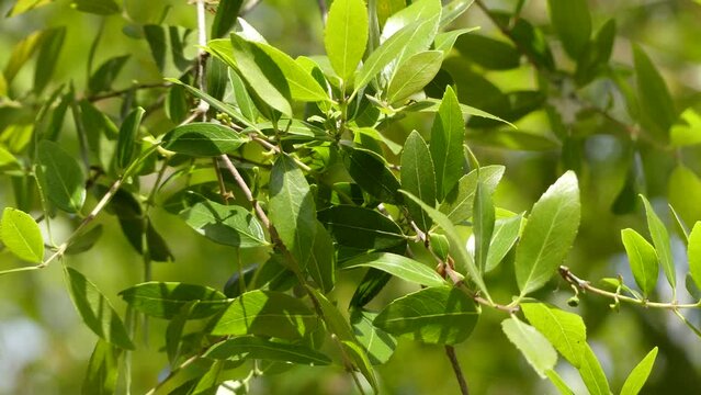 Phillyrea latifolia, commonly known as green olive tree or mock privet, is a species of tree in the family Oleaceae.