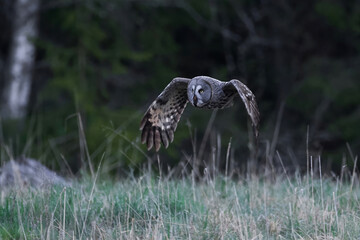 Great grey owl (Strix nebulosa)