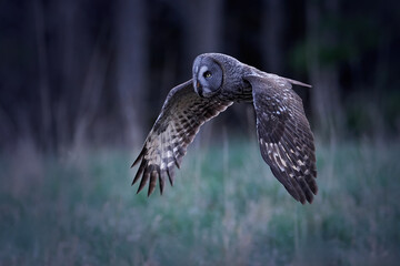Great grey owl (Strix nebulosa)