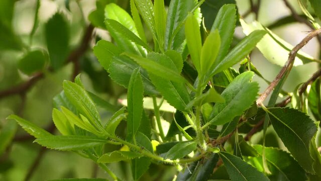 Arbutus unedo (strawberry tree) is an evergreen shrub or small tree in the family Ericaceae, known as either Irish strawberry tree, or cain or cane apple, or sometimes Killarney.