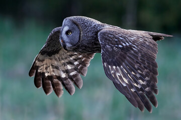 Great grey owl (Strix nebulosa)