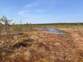 Latvian kemeri swamp
