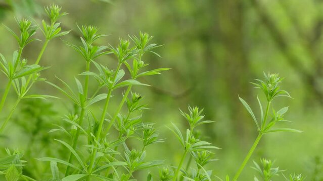 Galium aparine, with many common names including cleavers, clivers, goosegrass, catchweed, stickyweed, robin-run-the-hedge, sticky willy, is herbaceous annual plant of family Rubiaceae.