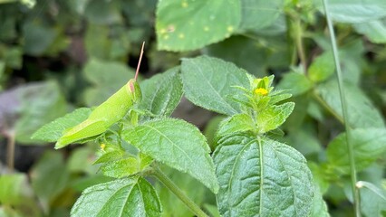 Green Siam Weed Chromolaena odorata L. on nature background. Bitter bush, Christmas bush, Devil weed, Camfhur grass