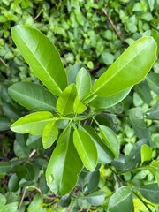 Orange citrus lime plant tree leaves.