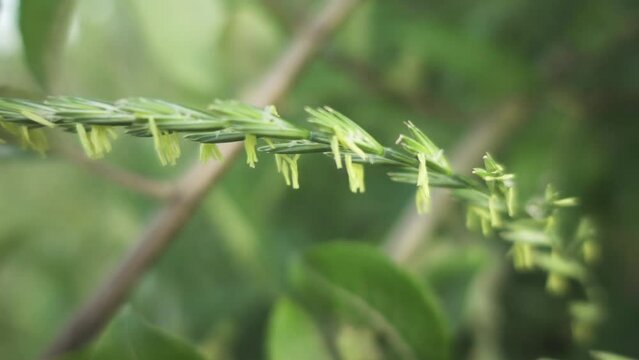 Elymus repens, commonly known as couch grass. Other names include common couch, twitch, quick or quitch grass (also just quitch), dog or scutch grass, quackgrass, and witchgrass.