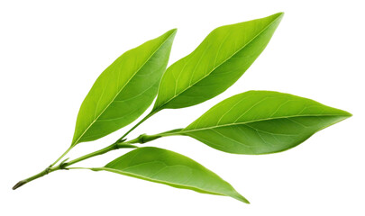 Fototapeta premium PNG Green tea leaf plant green herbs.