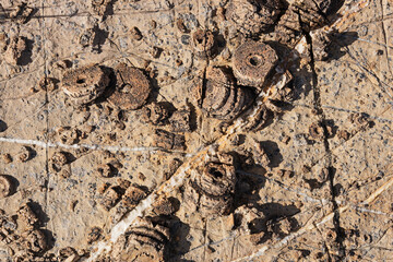 Crinoid Fossils