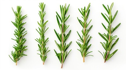 Rosemary branches and leaves on white background