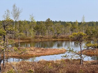 Latvian kemeri swamp