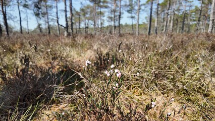 grass in the forest